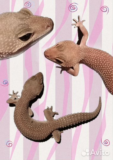 Эублефар самка super snow blizzard