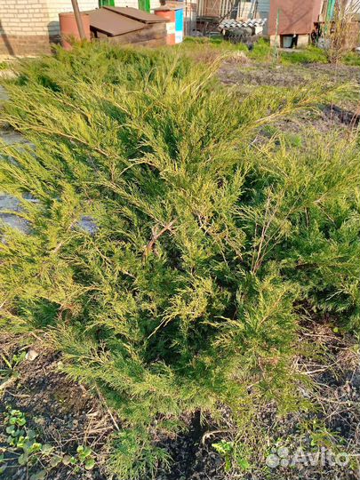 Можжевельник