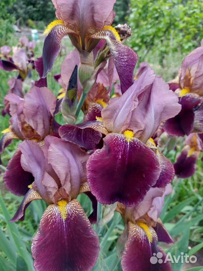 Ирис сортовые