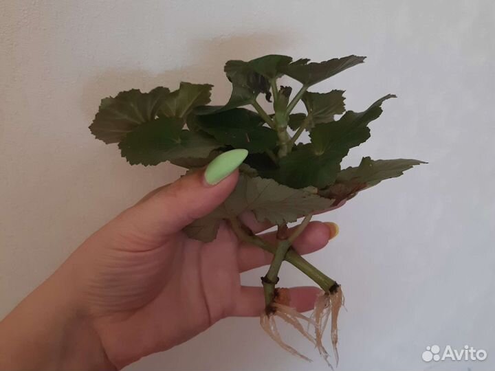 Бегония элатиор