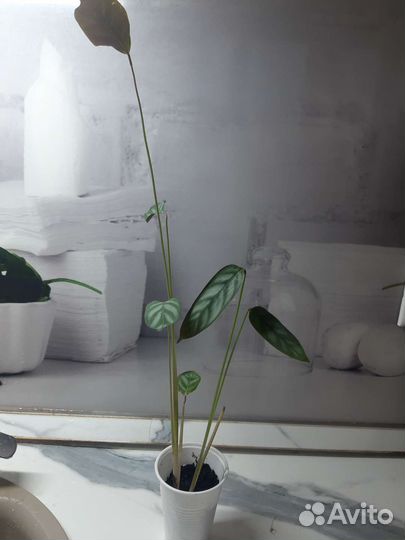 Марантовые разные