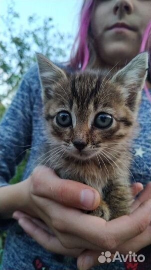 Котята в добрые руки бесплатно