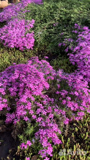 Флокс шиловидный