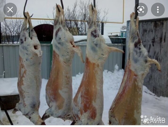Мясо баранина свежая