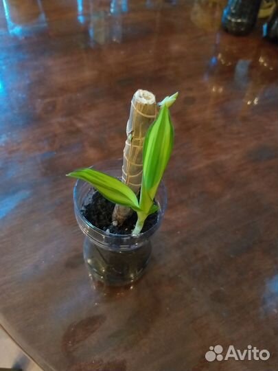 Молодые растения - драцена йеллоу кост