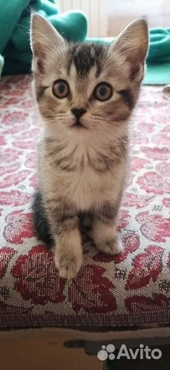 Котенок в добрые руки