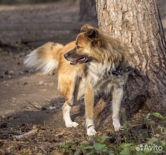 Песик с 3 лапами ищет дом