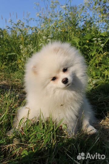 Немецкий белый шпиц