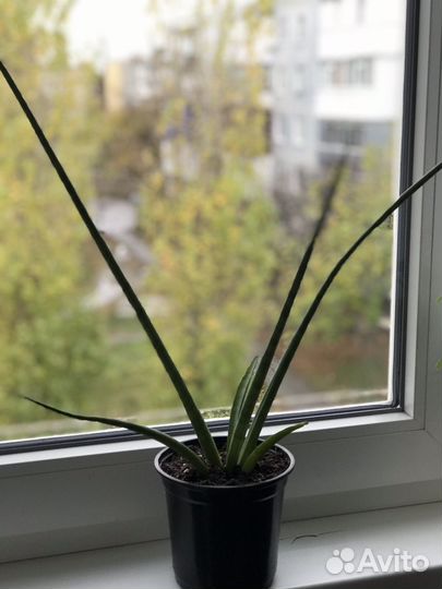 Комнатные цветы, любителей приглашаю в профиль)