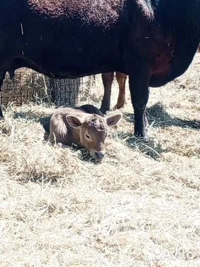 Коровы и бычки