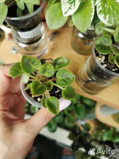 Сортовые фиалки