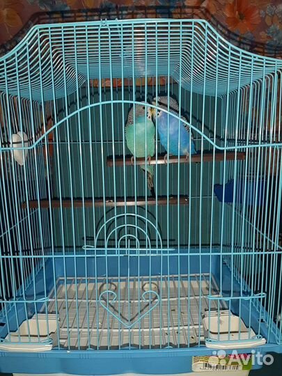 Попугай две девочки