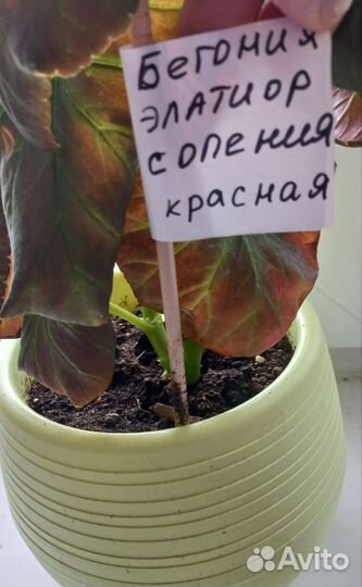 Бегония