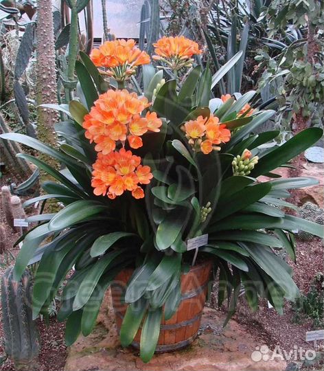 Кливия комнатные растение