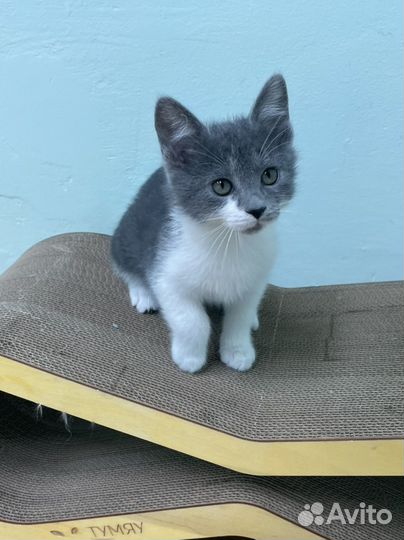 Кошечка 3 мес