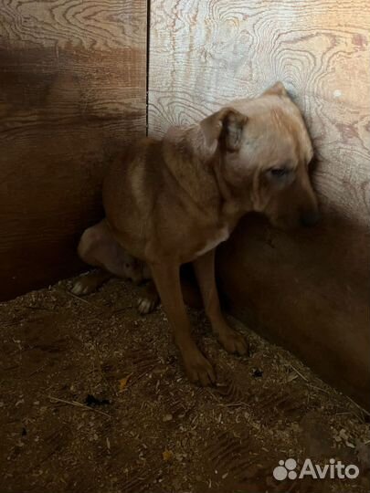 Пёс станет преданным другом