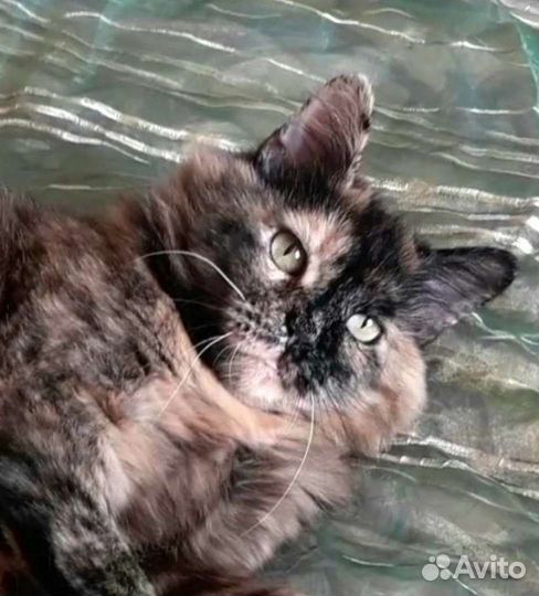 Добрая И спокойная кошечка ищет свою семью