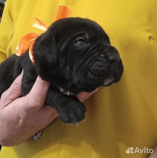 Щенки Кане Корсо