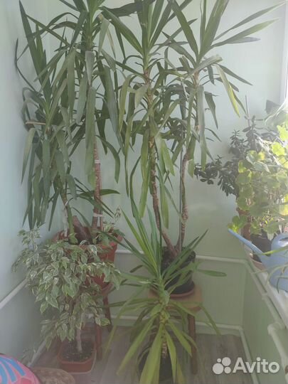 Пальма юкка