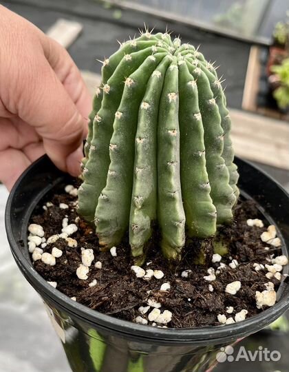 Кактусы и суккуленты