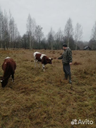 Телята бычки