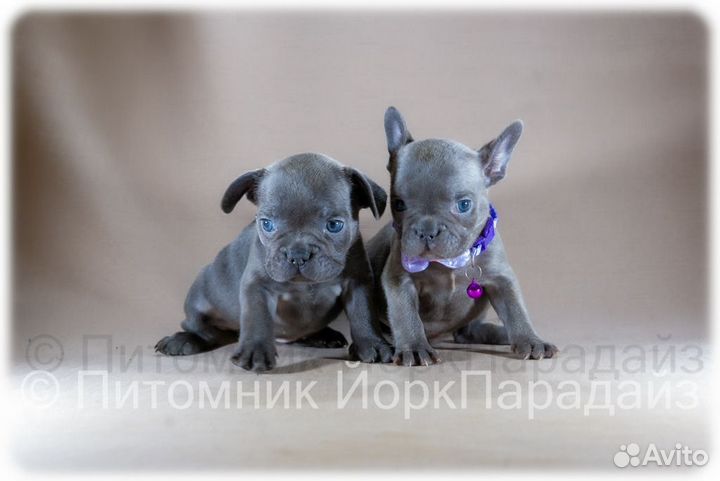 Французский бульдог мини девочки