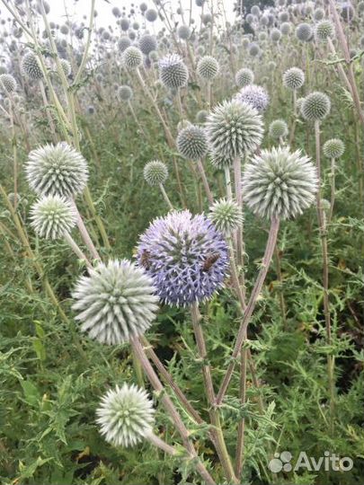 Мордовник шароголовый