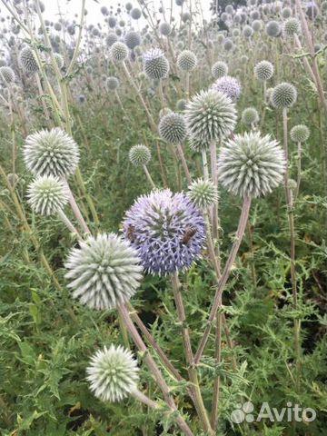 Мордовник шароголовый