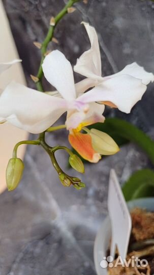Интермедия орхидея фаленопсис