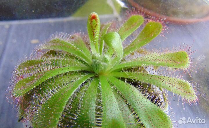 Росянки Алисии