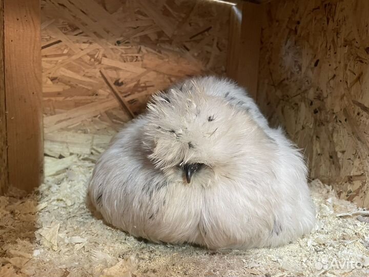 Цыплята китайской шелковой, инкубационное яйцо