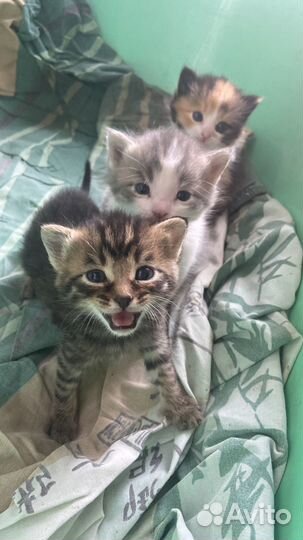 Котятки в добрые руки