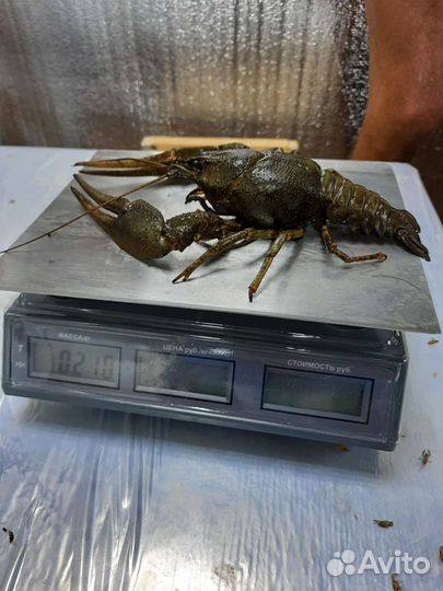 Раки Микс от 20 до 200 грамм