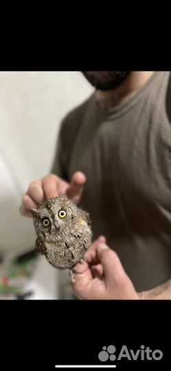 Помощь птицам