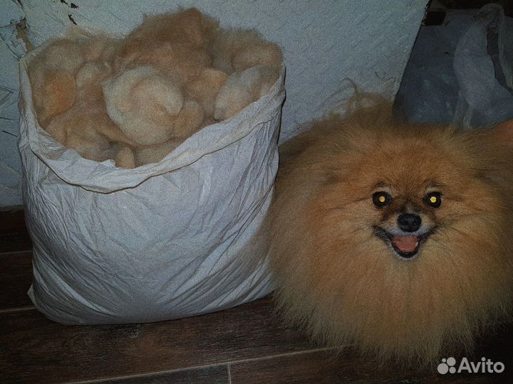 Шерсть шпицев на пряжу