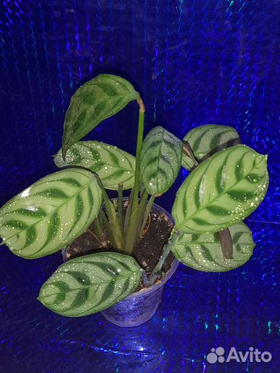Калатея,маранта,ктенанта,эпипремнум