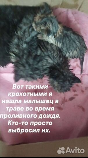 Отдам котят в добрые руки