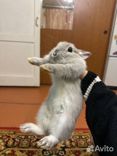 Домашние животные кролики