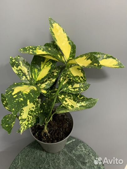 Растение аукуба