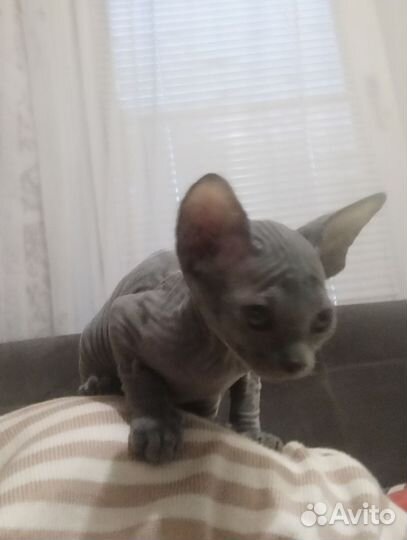 Канадский сфинкс девочка