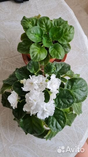 Фиалка белая сортовая