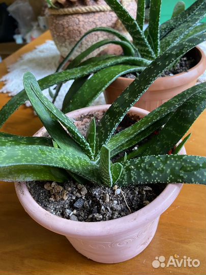 Гастерия трехгранная