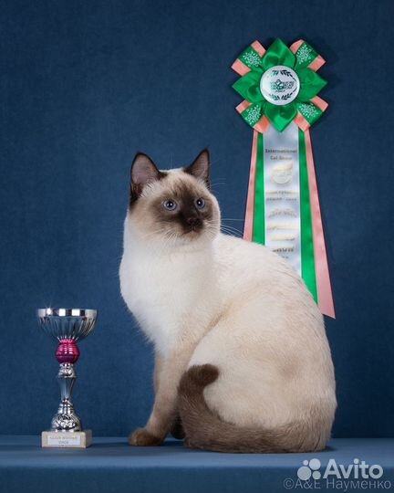 Тайский кот вязка