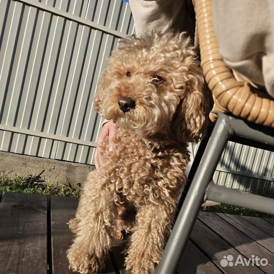 Пудель малый, вязка