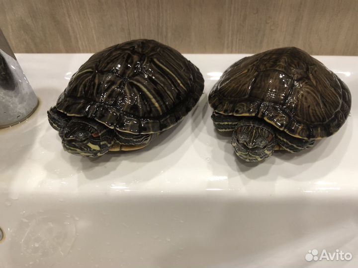 Красноухая черепаха