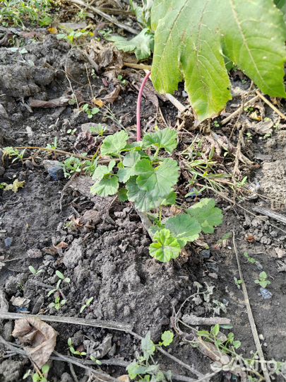 Комнатные растения цветы