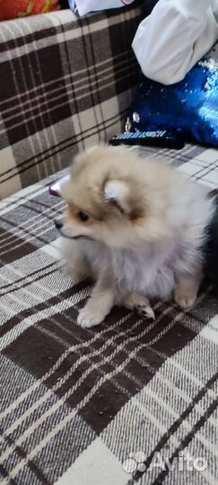 Пумеранский шпиц мини щенок