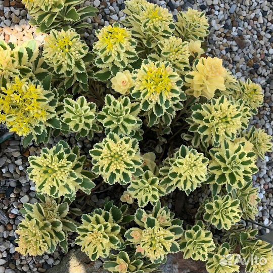 Очиток variegata