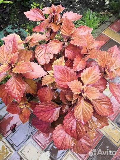 Колеус сортовой