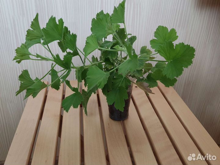 Пеларгонии сортовые